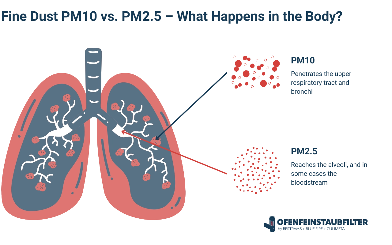 Fine Dust PM10 vs. PM2.5 – What Happens in the Body