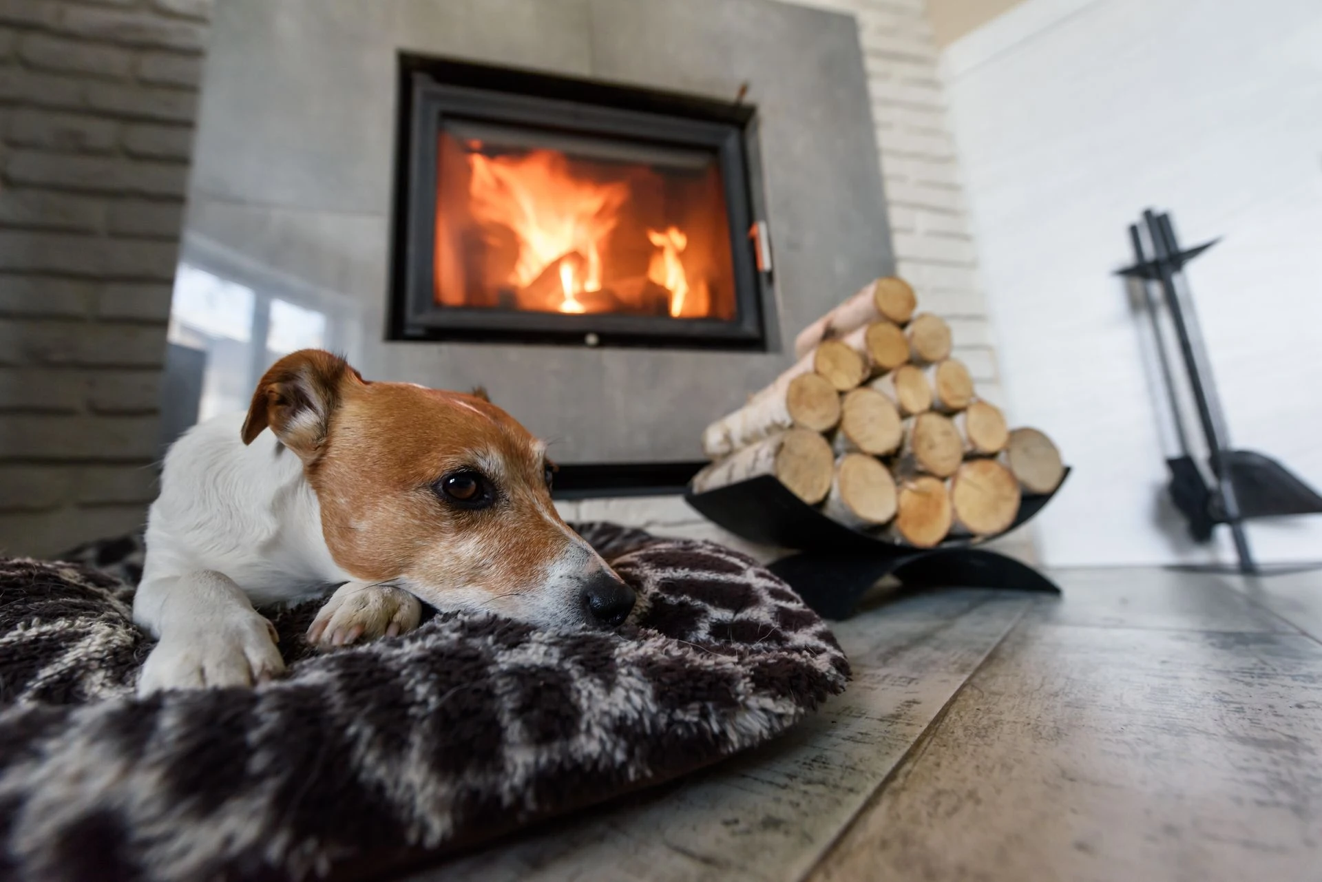 Jack russel terrier sleeping on a white rug near the burning fireplace.
